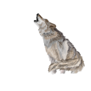 Wolf PNG-23209